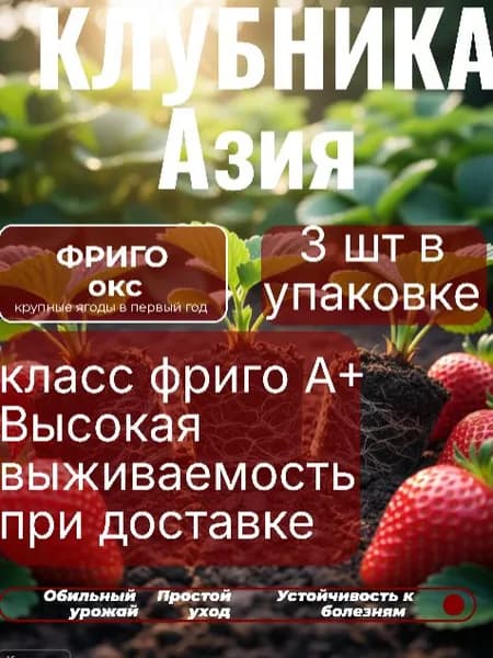 Саженцы клубники Азия по технологии Фриго 3 шт, не зкс, не копанка
