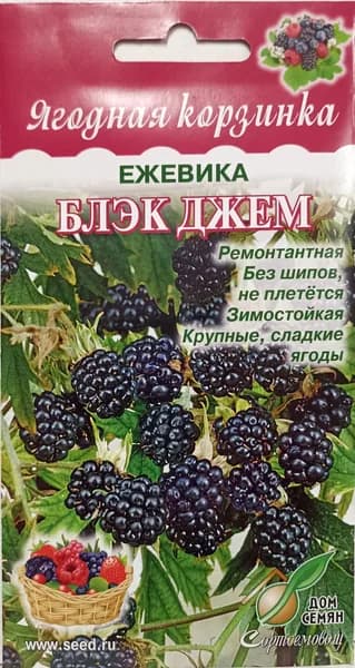 Ежевика Блэк Джем семена ремонтантная зимостойкая без шипов не плетется с крупными сладкими ягодами, 20 семян
