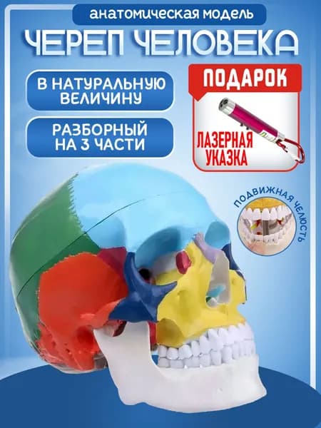 Анатомическая модель черепа человека в натуральную величину, кости окрашены в разные цвета 22 части, лазер с фонариком в комплекте