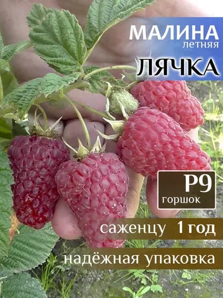 Саженец Малина летняя Лячка, 1 год