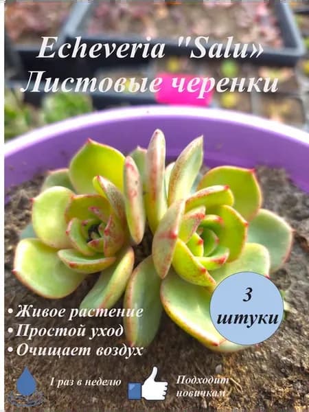 Echeveria "Salu" листовые черенки