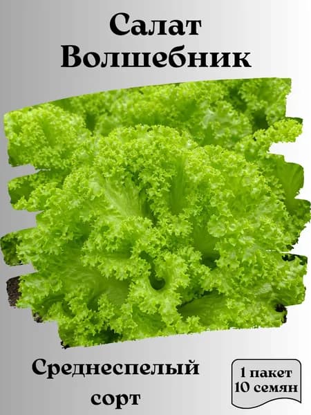 Салат Волшебник, семена, 10 шт.