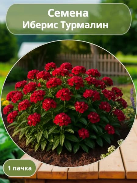 Иберис Турмалин, семена 10 шт