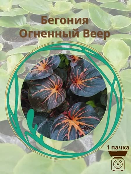Бегония Огненный Веер 10 шт. семян
