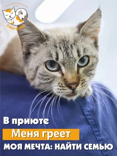 Помочь котику Исааку найти дом