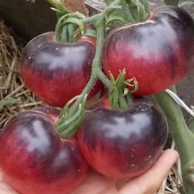 Коллекционные семена томата Аметистовая драгоценность