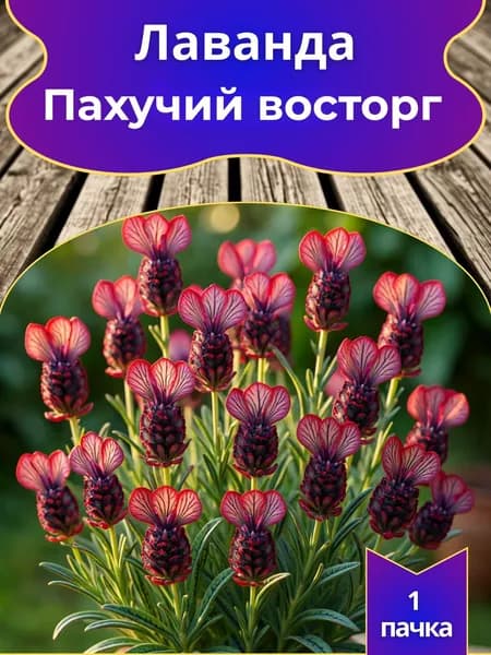 Лаванда Пахучий восторг, семена 10 шт.