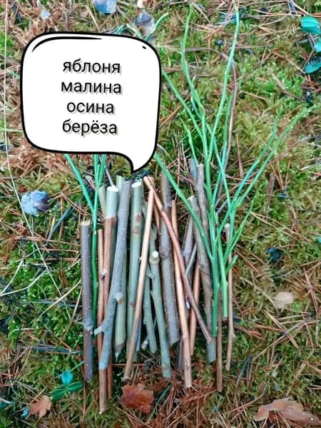 Палочки для грызунов (ассорти)