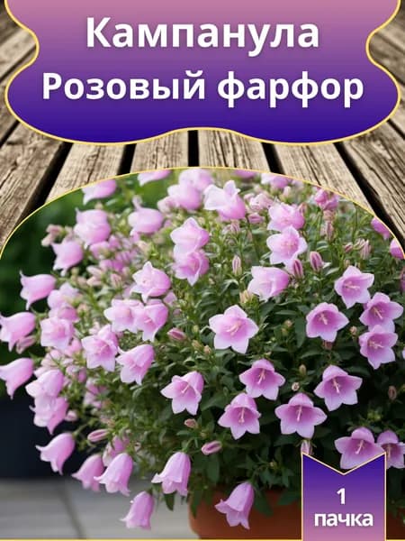 Кампанула Розовый фарфор , семена 10 шт.