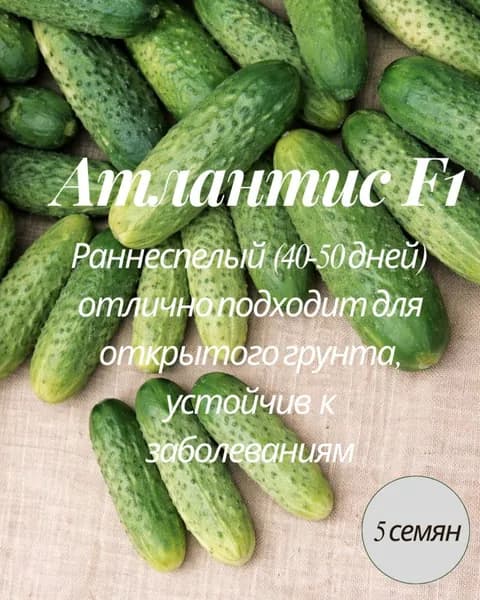 Огурец "Атлантис F1"