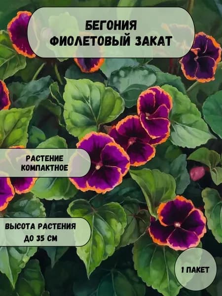 Бегония Фиолетовый закат семена 10 шт