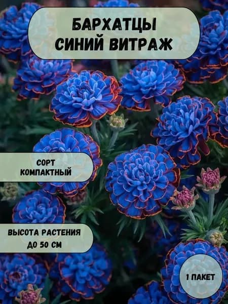 Бархатцы Синий витраж, семена 10 шт