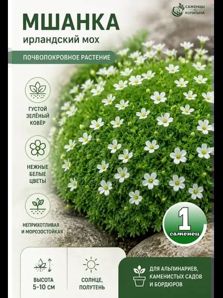 Мшанка саженец Ирландский мох почвопокровное растение