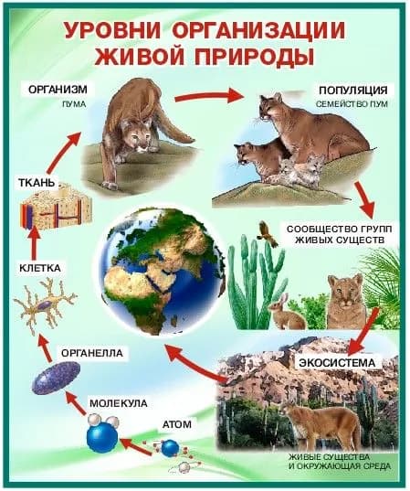 Таблица "Уровни организации живой природы Атом-живое существо" по биологии. Методические материалы для подготовки ЕГЭ, ОГЭ. Формат А4