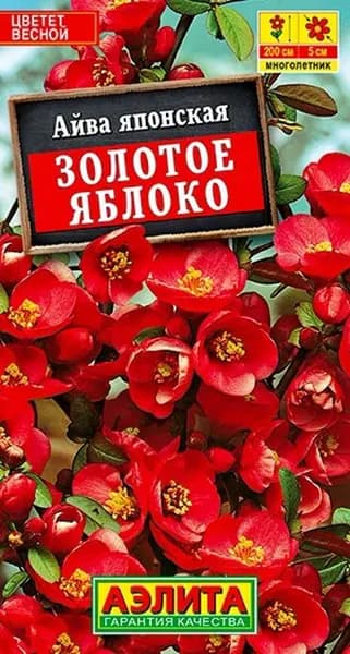 Семена Айва японская Золотое Яблоко (10 семян) - Аэлита, бонсай