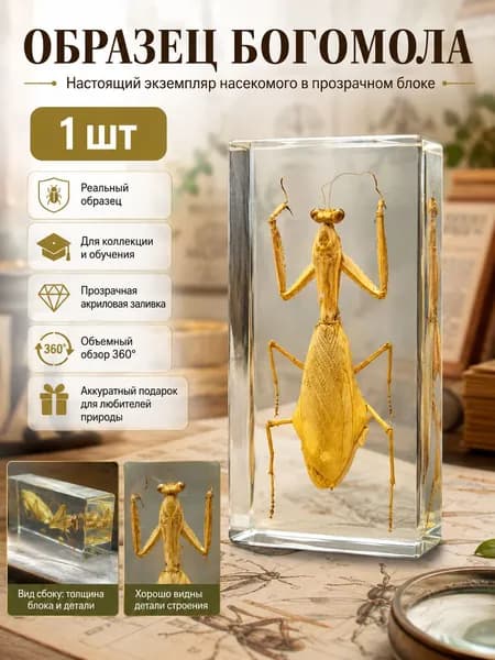 Настоящие экземпляры насекомых,Коллекция насекомых, образец богомола 1 шт