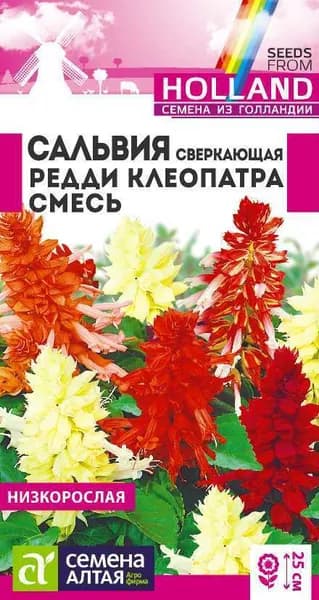 Семена Сальвия Редди Клеопатра сверкающая (5 шт) - Семена Алтая