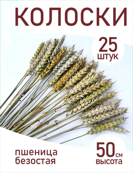 Колоски 25 шт Пшеница безостая. Сухоцветы для декора 50 см.