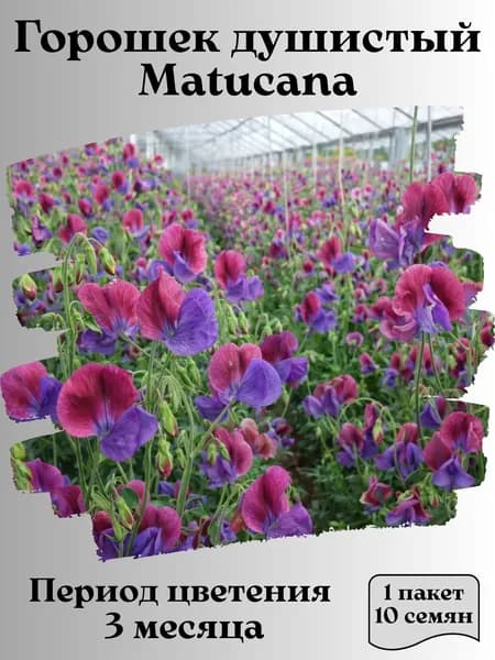 Горошек душистый Matucana, семена, 10 шт.
