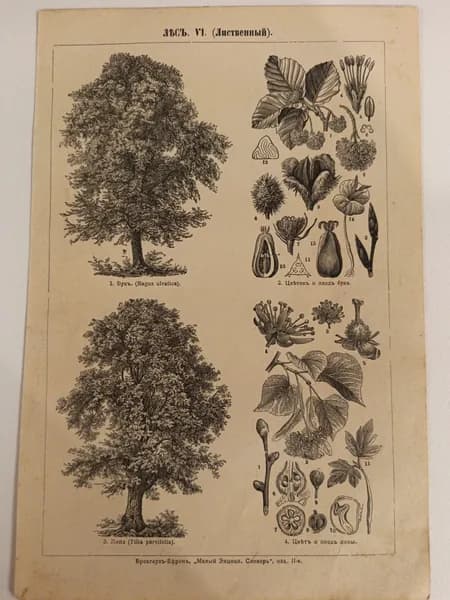 Литография из энциклопедии. Лес VI (Лиственный). 1909г.