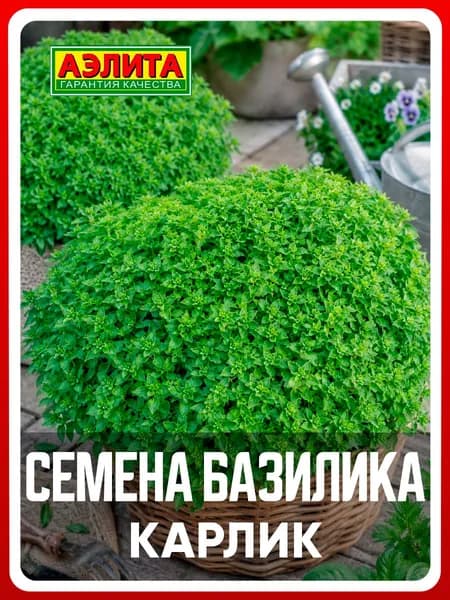 Семена базилик овощной "Карлик", 0,3 г, для дома, дачи и огорода, зелень из семян, в открытый грунт, в горшок
