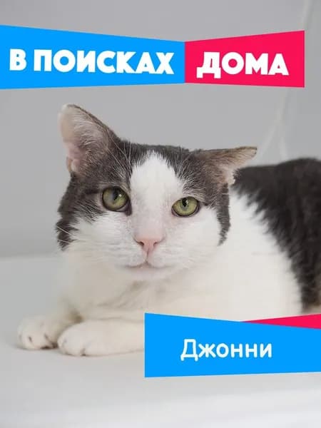 Помочь котику Джонни найти дом