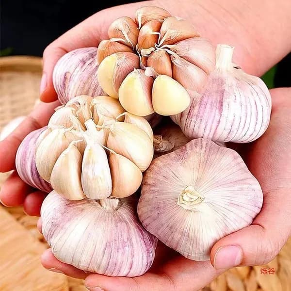 Острая лапша быстрого приготовления, традиционный азиатский продукт для быстрого перекуса
