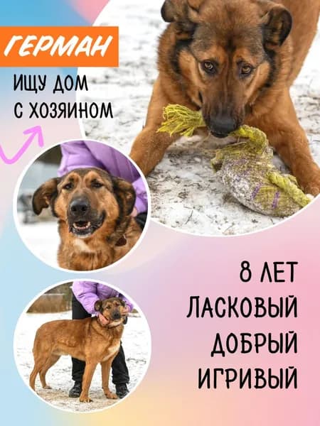 Помочь Герману найти дом
