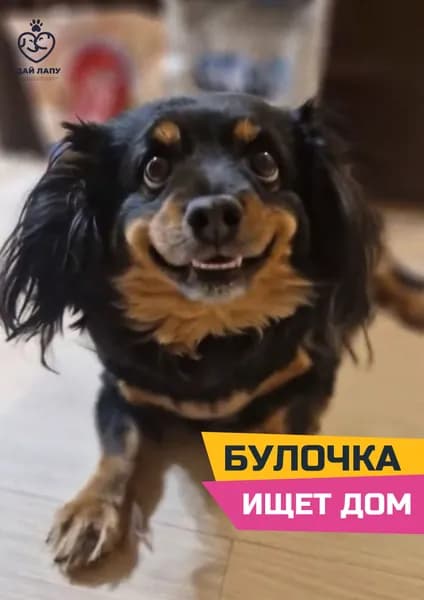 Помочь Булочке найти дом!