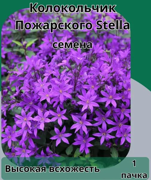 Колокольчик Пожарского Stella