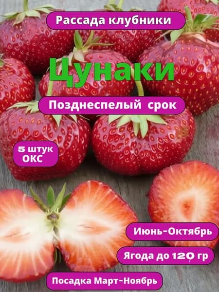 Клубника Цунаки саженцы
