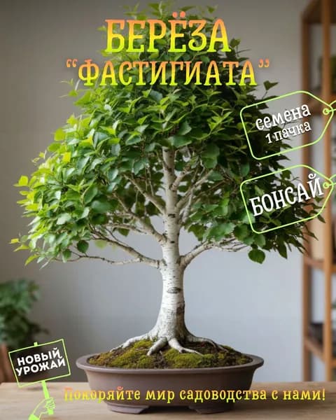 Берёза Фастигиата, семена, 10 шт.