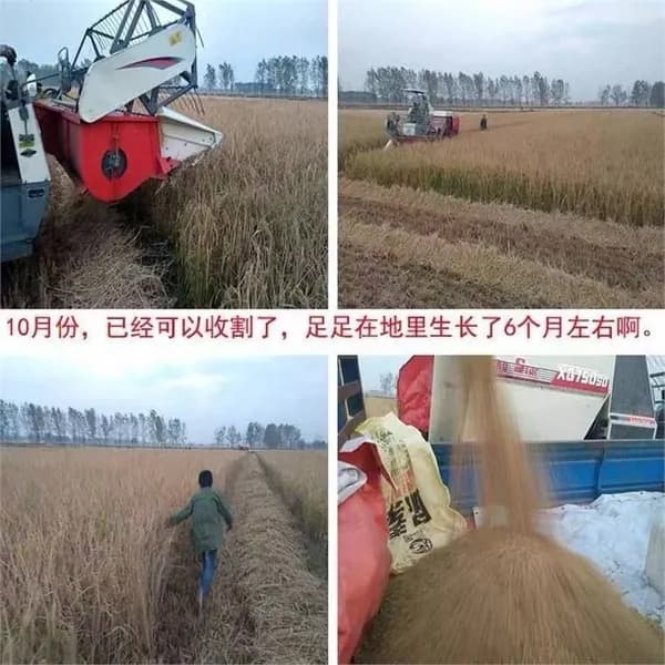 Клейкий рис нового урожая из Учан, длиннозерный натуральный рис, продукт для приготовления пирогов и вина дома
