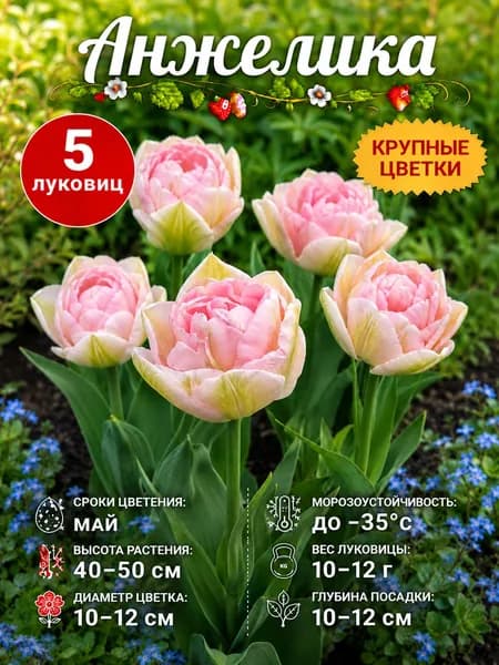 Тюльпаны луковицы Анжелика 5 шт