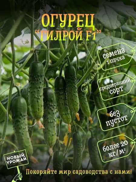 Коллекционные семена огурца Гилрой F1, 1 пачка в комплекте