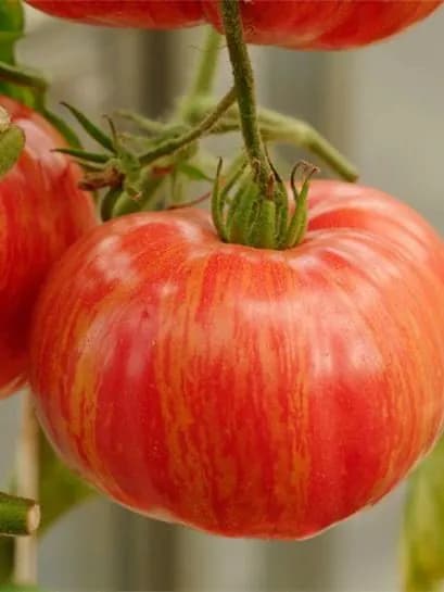 Томат Винтаж вайн профессиональные семена