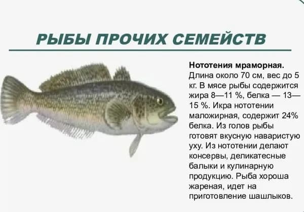 Нототения без головы 60-200г 3 кг Уругвай