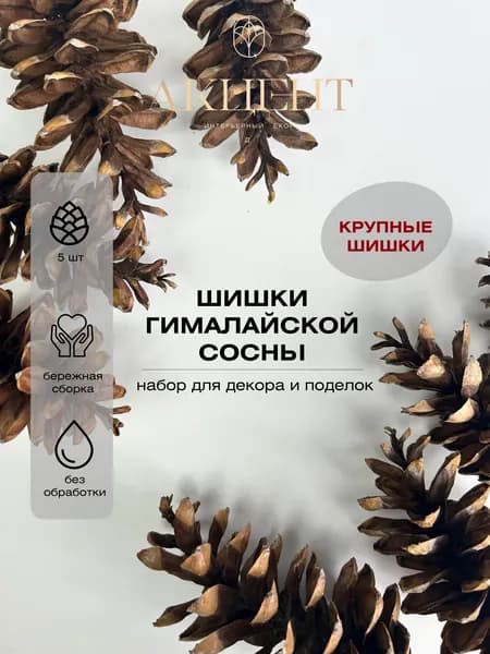 Набор для декора и поделок "Шишки гималайской сосны"