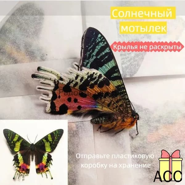 Настоящий образец бабочки в прозрачном боксе
