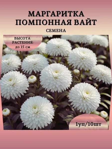Маргаритка "Помпонная Вайт" семена, 1 пачка