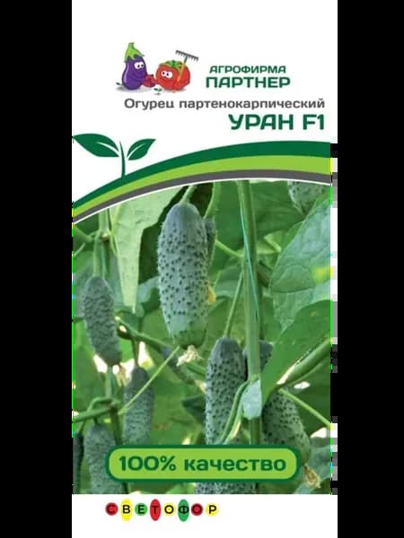 Огурец партенокарпический Уран F1