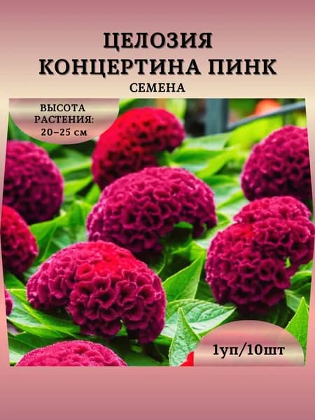 Целозия "Концертина Пинк" семена, 1 пачка