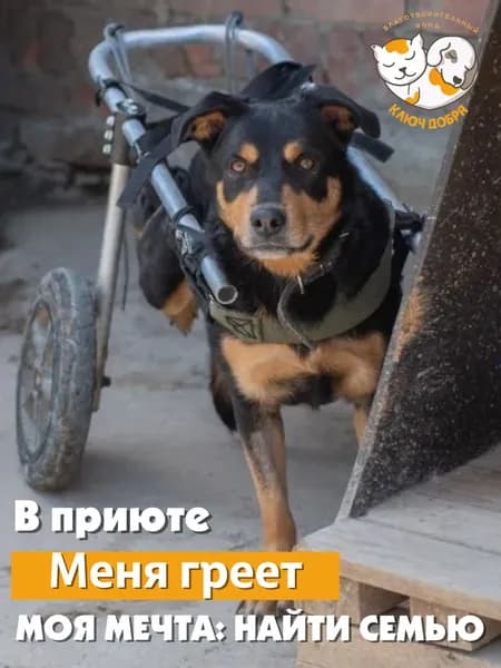 Помочь собаке Альбе найти дом