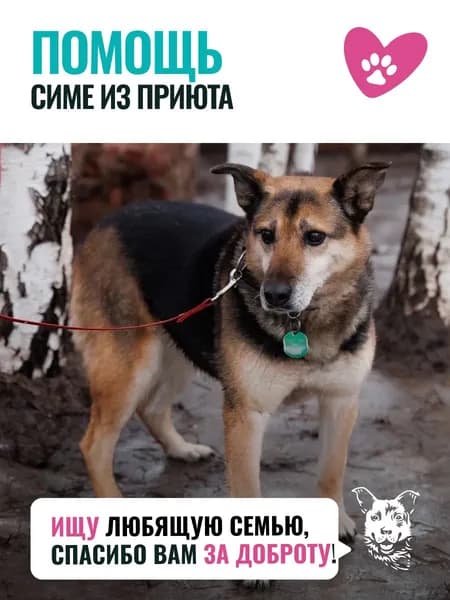 Помочь Симе найти дом
