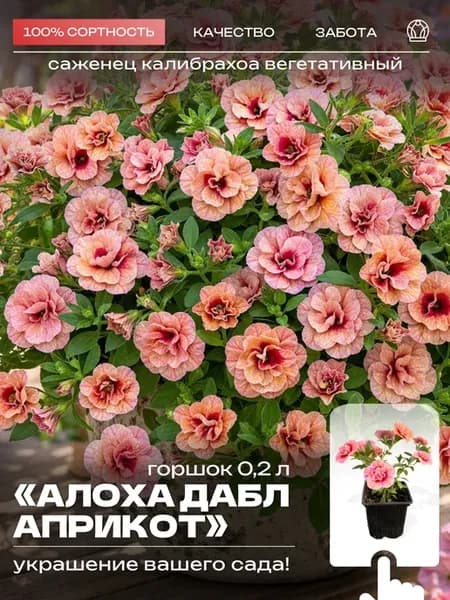 Калибрахоа Алоха Дабл Априкот
