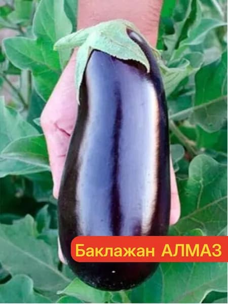 Баклажан АЛМАЗ - Оочень вкусный, урожайный и без горечи! / Семена баклажана - Агрофирма АЭЛИТА