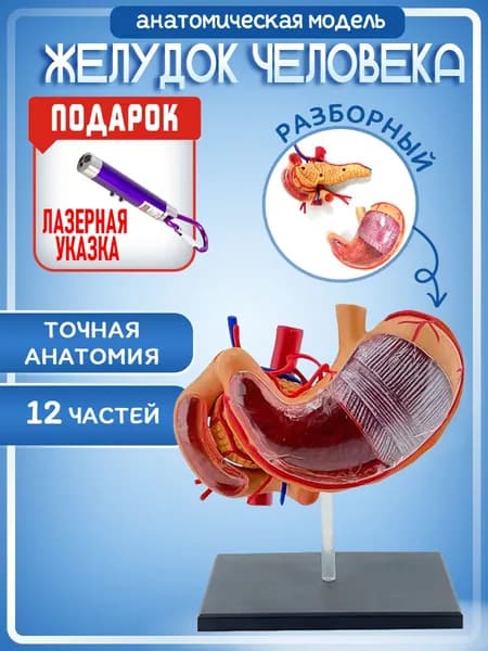 Анатомическая модель желудка человека 4D разборная 12 частей, лазер с фонариком на карабине в комплекте