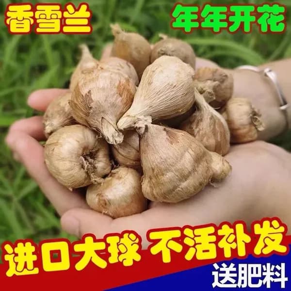 Фрезия в горшке с бутонами комнатное растение для дома и улицы цветущее