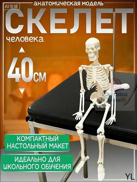 Анатомическая модель СКЕЛЕТ человека на подставке настольная 40см