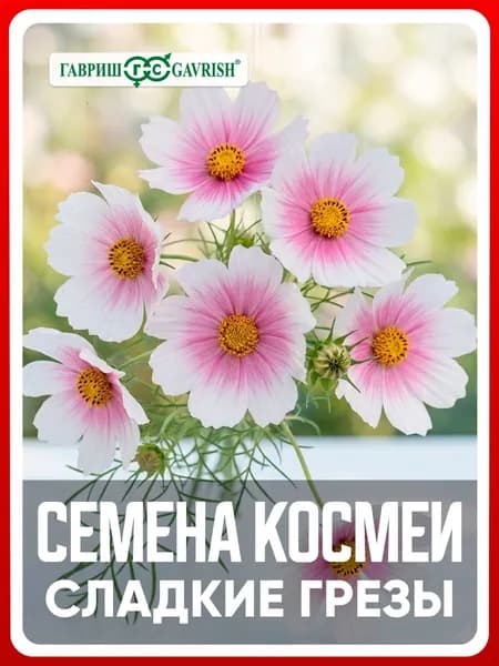 Семена Космея "Сладкие грезы" 0,3 гр, однолетние цветы для дачи, сада и огорода, клумбы, в открытый грунт, цветы из семян, в контейнер.